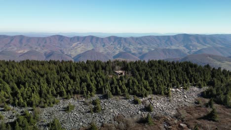 bosque de drones de descenso de perilla de abeto