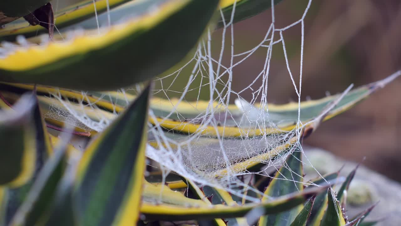 이슬에 젖은 거미줄 부분은 뾰족한 잡색의 사막 식물에서 가벼운 바람에 움직입니다.