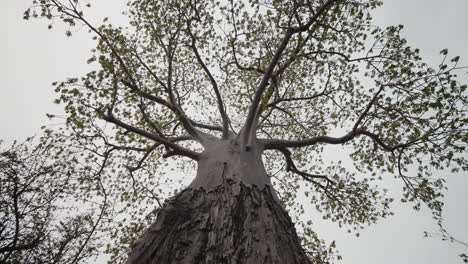low angle wide shot of a baobab tree in gonarezhou national park, zimbabwe