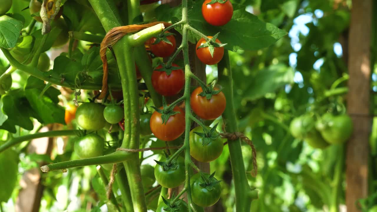 온실에서 자라는 토마토 가까이에 아름다운 빛이 넘쳤다