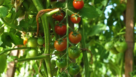 hermosa luz inundada cerca de tomates que crecen en invernadero