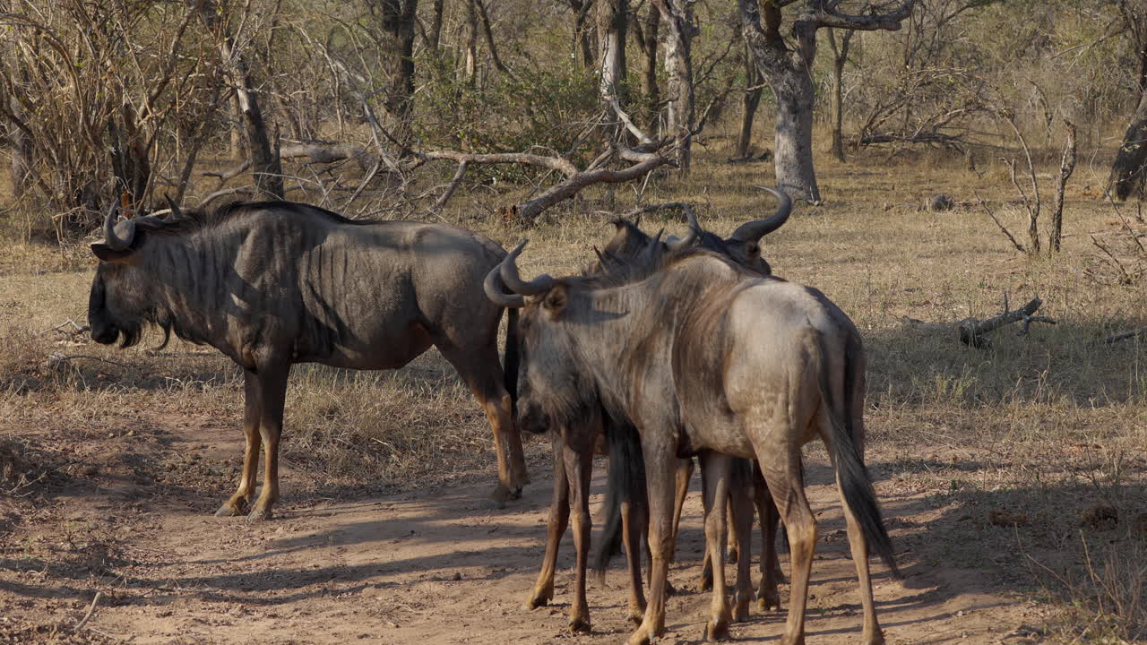 Herd of wildebeest grazing in the savanna of the Kruger National Park, in South Africa, staying together