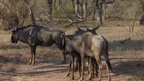 herd of wildebeest grazing in the savanna of the kruger national park, in south africa, staying together