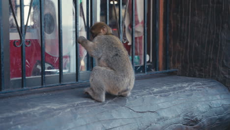 a young gibraltar ape chills on the window frame