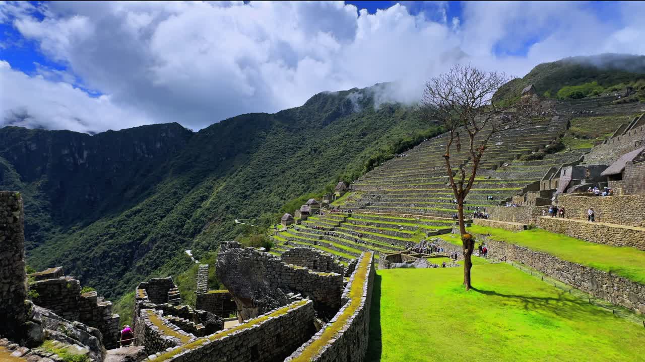 Albero di Shihuahuaco Machu Picchu cielo azzurro soleggiato nuvole mattina Perù Perú drone aereo monte Huayna Picchu stagione delle piogge verdeggiante Ande peruviane Tempio Inca Santuario giungla lavoro in pietra terrazza statico