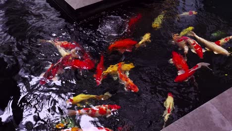 the big fancy colorful variety of ornamental koi fish in the pond with reflections of water shadows of light