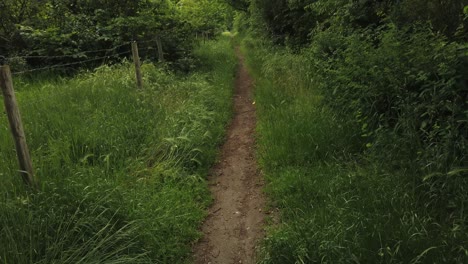 Schöner-Kleiner-Weg-Und-Umgeben-Von-Einer-Grünen-Plantage