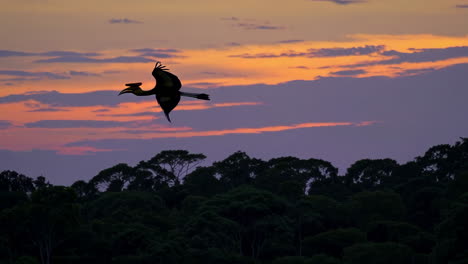 hornbill in flight at sunset over the jungle