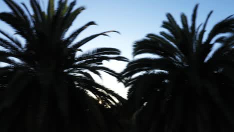 Drone-shot-of-multiple-palm-trees-panning-left-during-golden-sunset-hour-with-sun-peeking-through-palm-trees-and-clear-blue-skies-in-Los-Angeles,-California-park