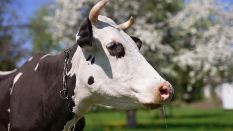 calm domestic cow outdoors. black and white cattle farming animal worried by many irritating insects. blossoming tree at backdrop in blur.