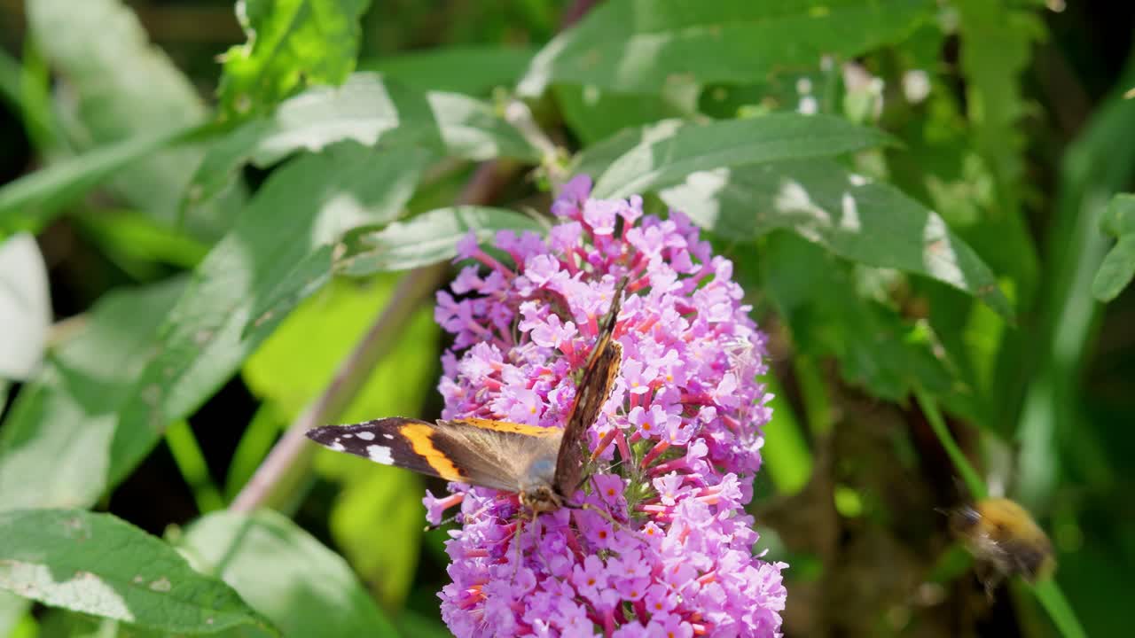 mariposa almirante roja en la flor de buddleia