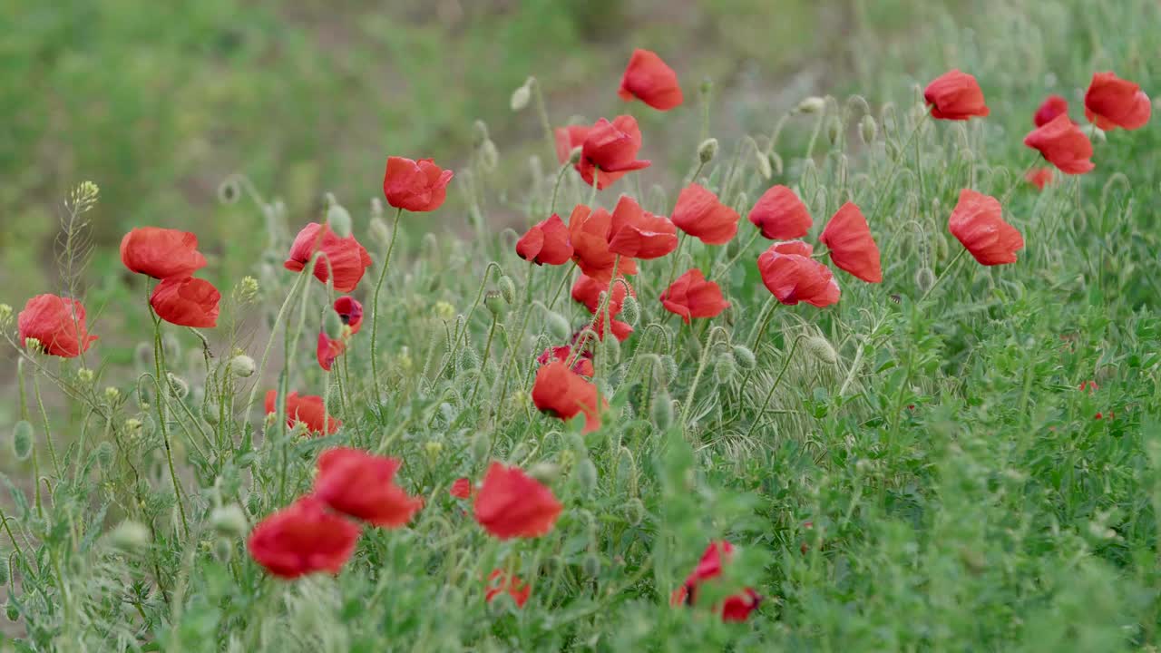 녹색 배경에 붉은 양귀비 꽃을 닫습니다