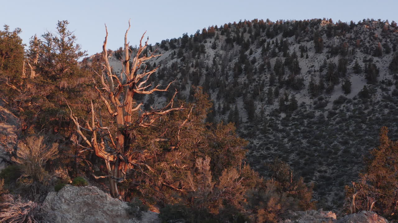 Ancient Bristlecone Pine Forest aerial drone shot descending and flying backward filming ancient trees on a rocky, dry hilltop against a backdrop of clear blue sky and another distant hill.
