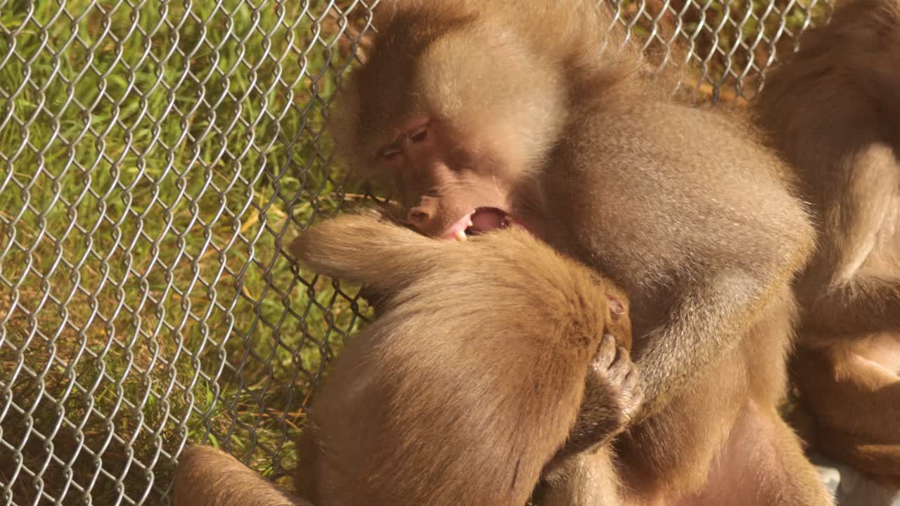 울타리 근처 에서 놀이 를 하는 바비온 들