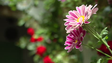 pink and white chrysanthemum flowers