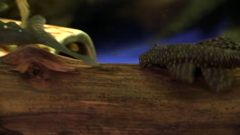 panning from suckermouth catfish phantom pleco to common bristlenose catfish sucking onto the bottom and sides of a glass aquarium