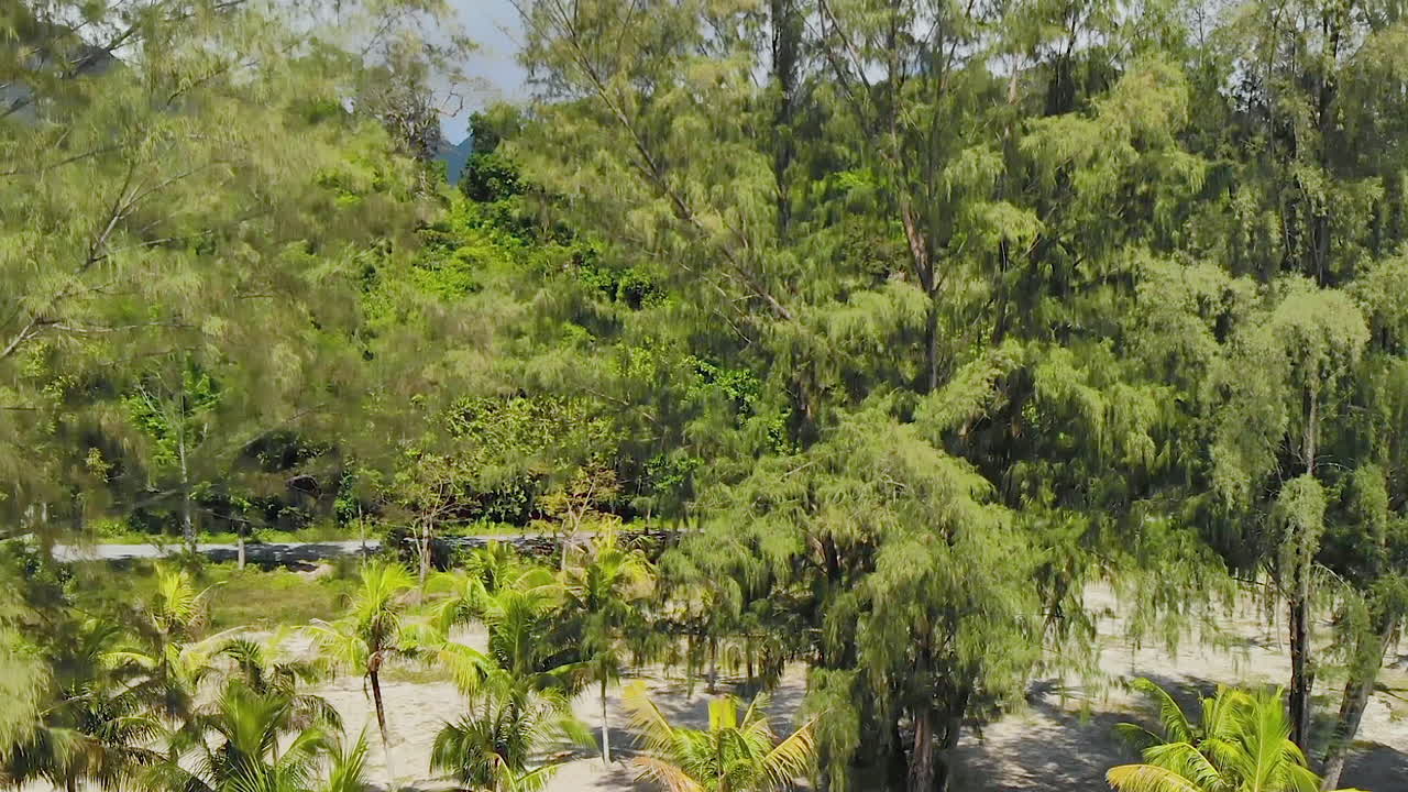 беспилотник поднимается над пальмами, открывая живописный горный фон