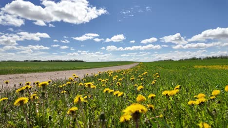 dandelions dancing in the wind on a bright sunny summer day