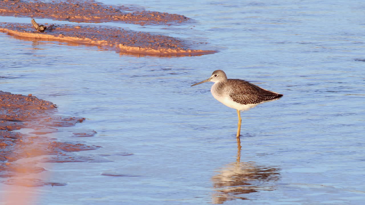 큰 노란다리 해안새, 열대 겨울에 물에 있는 바다새