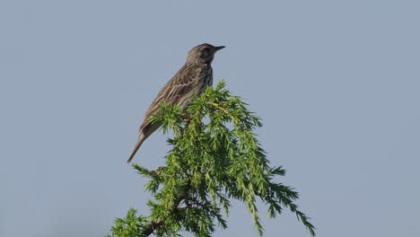 female stonechat perched on green branch looking around