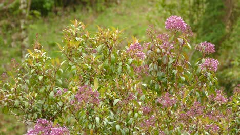 Hummingbird-Flying-Around-Pink-Flowers-Looking-For-Nectar-In-Costa-Rica