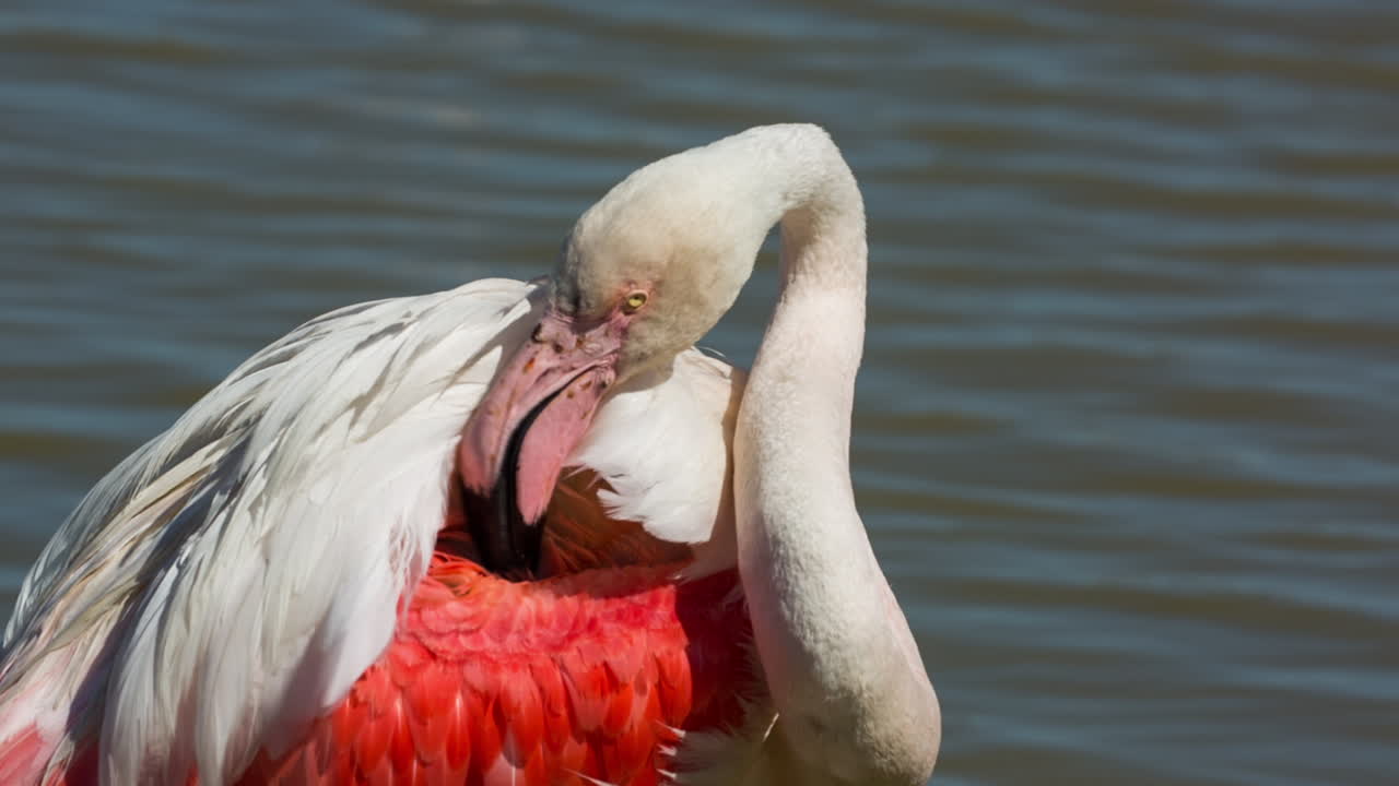 카마그 플라밍고 26