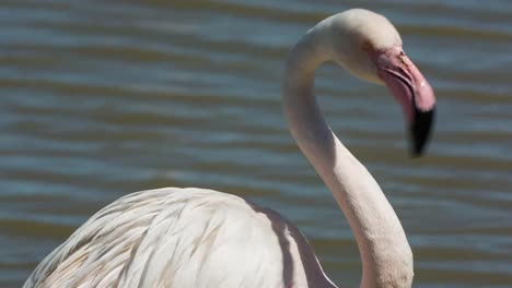 Carmargue-Flamingos-26