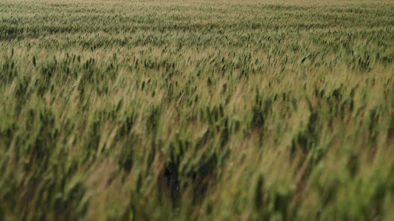 foco de rack en el campo de trigo verde a la luz del sol dorada