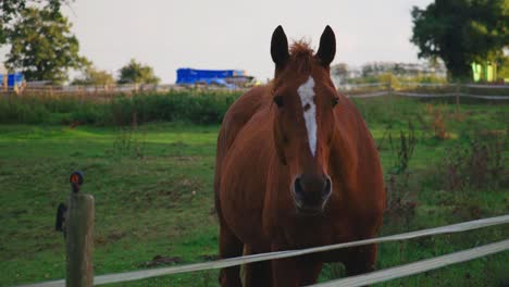 brown horse and white pony in field of farm with machinery in the background. grazing on grass.