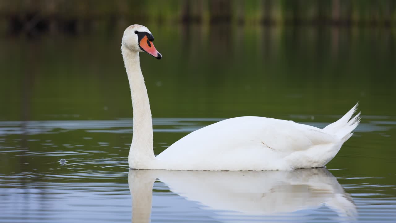 retrato de cerca de un cisne mudo blanco en la superficie del agua tranquila con un reflejo ondulado