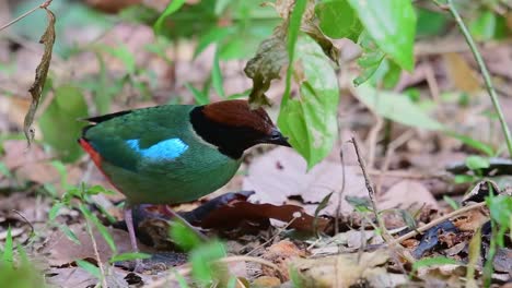 Hooded-Pitta,-Pitta-sordida