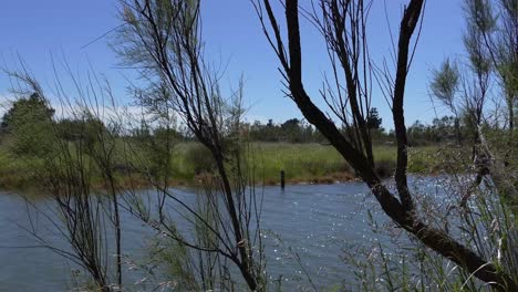 Caminando-Junto-Al-Río-Que-Fluye-Suavemente-En-Un-Día-Ventoso-En-Primavera---Reserva-Del-Estuario-Del-Río-Ashley