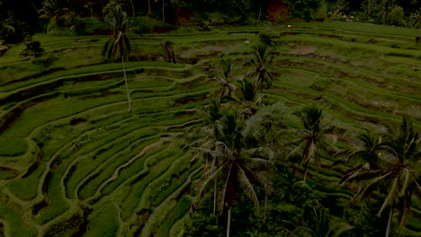 Tilt-up-reveal-of-green-landscape-and-rice-terraces