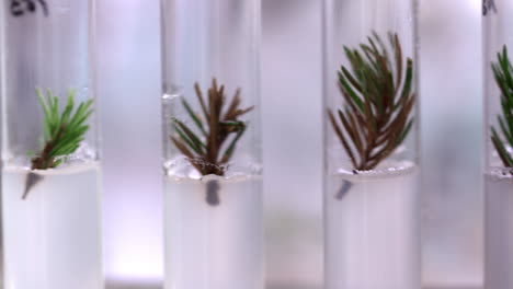 Young-shoots-of-coniferous-trees-in-retorts.-Plant-tissue-culture-in-biology-lab