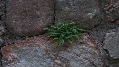 Helecho-Verde-Y-Exuberante-Que-Crece-En-El-Antiguo-Muro-De-Piedra,-De-Cerca