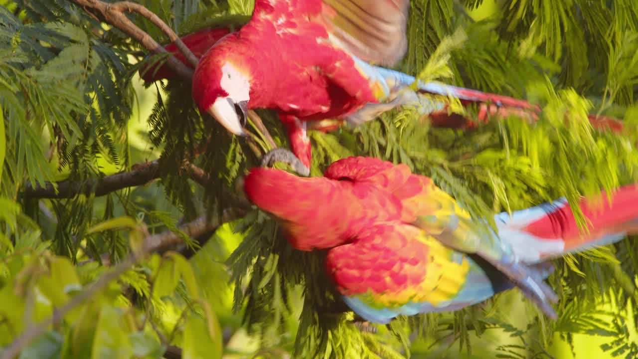 Vibrant playful pair of scarlet macaws perched in Peru’s rainforest, sunny morning closeup shot.