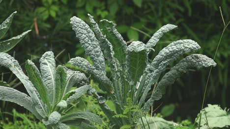 Dinosaur-Kale-in-home-garden