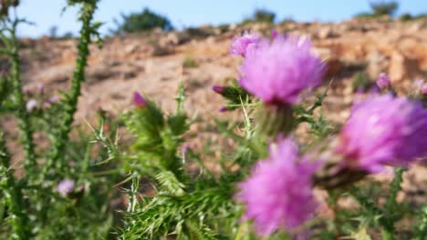 thorny thistle blossoms growing wild in the desert on a windy day