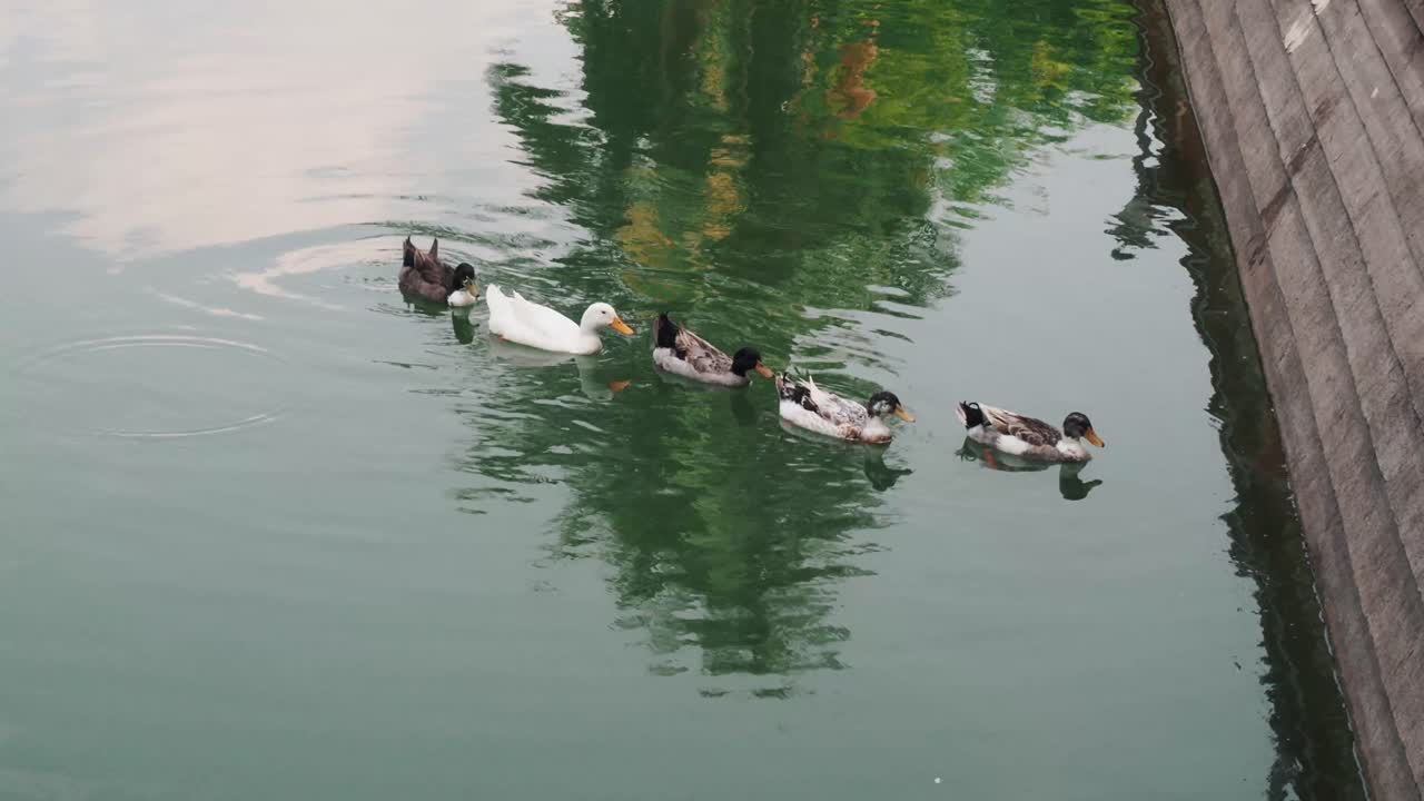 pato mallard macho y hembra nadando en un estanque con agua verde mientras busca comida
