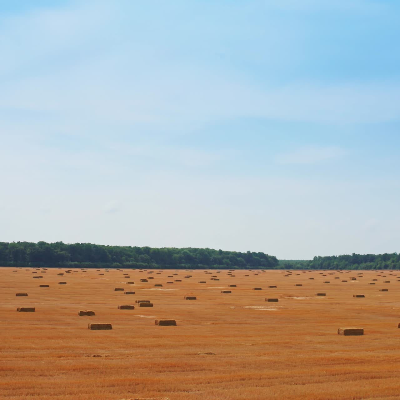 Huge wheat farmland after picking crops. Rising over the field full of hay bales scattered around. Blue sky backdrop