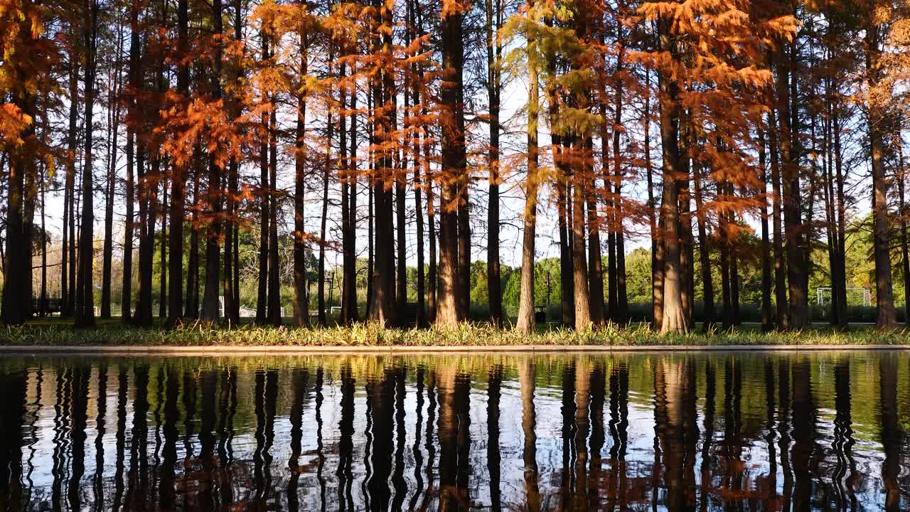 은 가을의 날에 물에 반사되는 해변 새벽 레드우드, 4k 스로우 모션 효과.