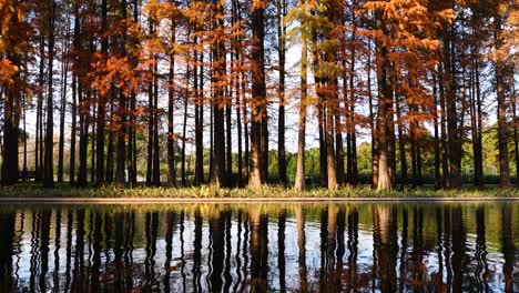 waterside dawn redwood reflected in water in sunny autumn day, 4k footage slow motion effect.