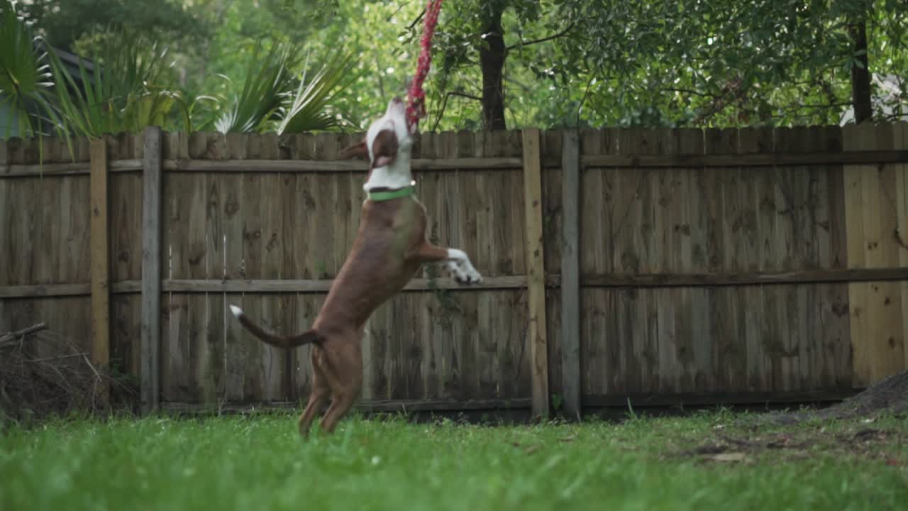 갈색과 흰색 핏불 테리어는 배경에 나무 울타리가 있는 나무에 매달려 있는 밧줄을 씹습니다.