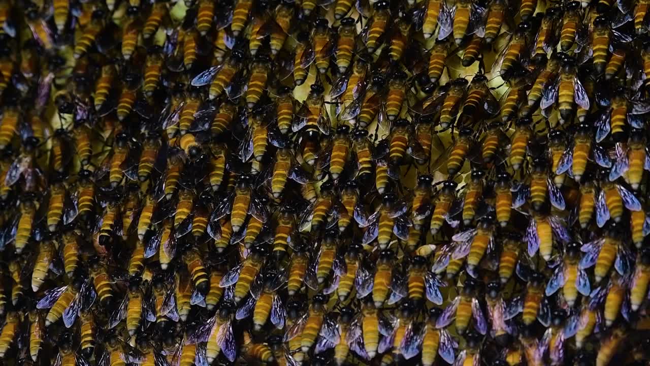 se sabe que las abejas melíferas gigantes construyen grandes colonias de nidos con bolsillos simétricos hechos de cera para almacenar miel como fuente de alimento.