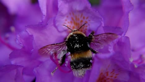 Abejorro-Polinizando-Y-Luego-Dejando-Un-Rododendro-Morado