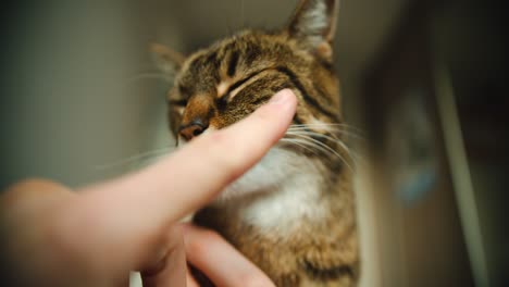 cat owner touches the cat's mustache and pet closes eyes out of enjoyment