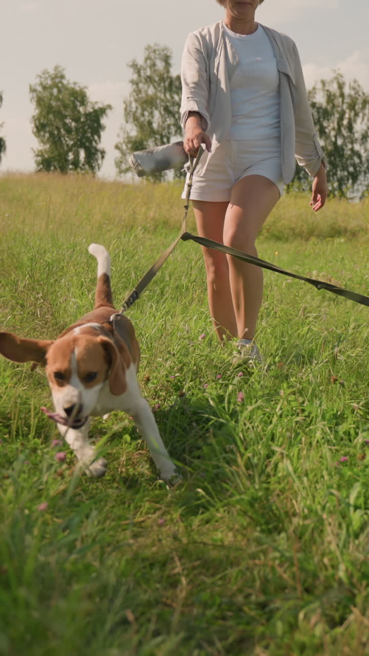 entrenador de perros caminando dos perros en correa en un campo de hierba soleada, perros tirando ansiosamente hacia adelante con las lenguas fuera bajo un cielo despejado, el fondo incluye vegetación exuberante y árboles