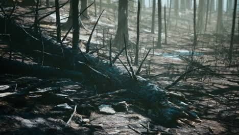 burnt forest aftermath