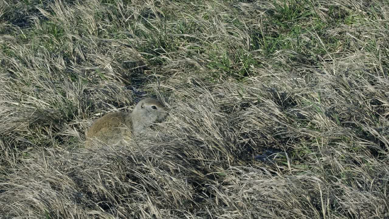 작은 갈색 땅 다람, 고퍼는 높은 건조한 초원 풀에 숨어