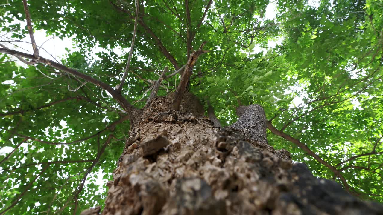 Explore the serene beauty of a towering tree as sunlight filters through its lush leaves
